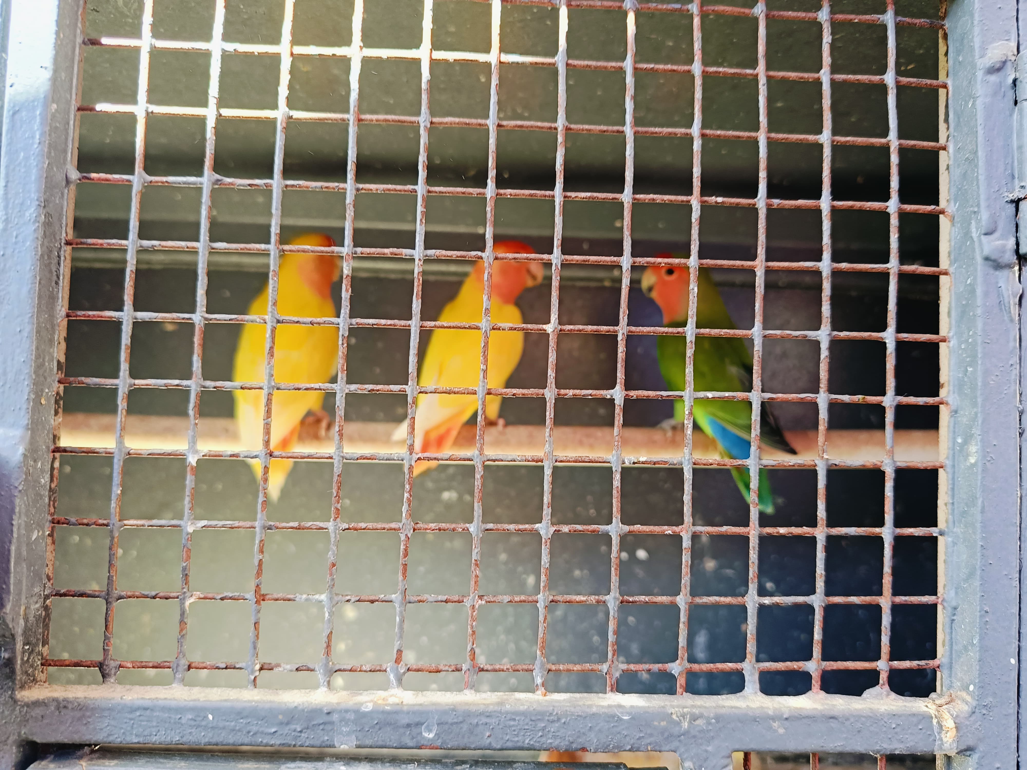 African Love Birds for sale